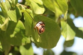 striped snail on a green tree