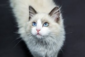 Beautiful and cute white fluffy cat with blue eyes