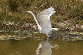 great egret in wildlife