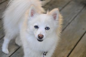 white fluffy pomeranian dog