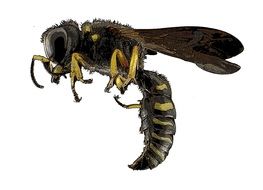 graphic profile picture of wasp