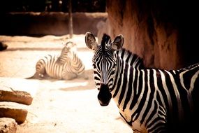 zebras at the zoo