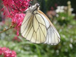 filigree white butterfly in the garden