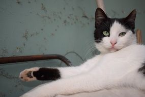 Cat resting on a bed