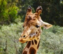 Giraffe in Africa