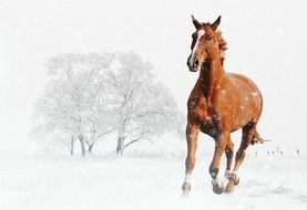 brown horse in winter countryside