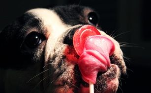 french bulldog licks lollipop