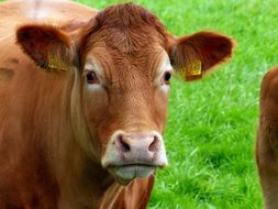 brown cow on a bright green pasture close up