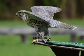 flying up falcon
