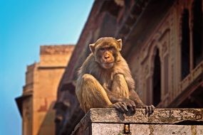 monkey on a building in india