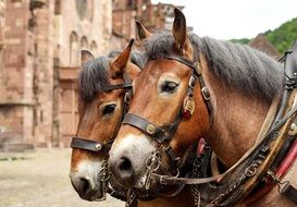 Portrait of a Horses