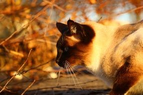 siamese cat in autumn