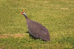 guineafowl stay on the grass