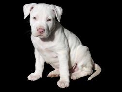Cute White Puppy Dog, Pit Bull