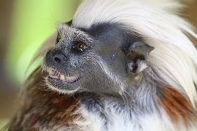 monkey with iroquois close-up on blurred background