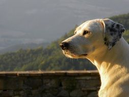 perfect beautiful Muzzle dog