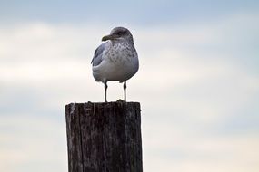 Seagull on a pole