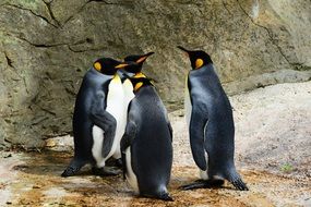 exceptional King Penguin