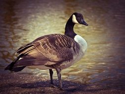 brown goose with beautiful plumage