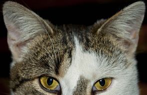 head of domestic cat close up