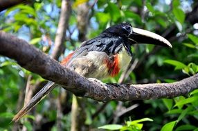 toucan on a branch in Venezuela