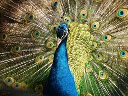 Peacock in all its glory