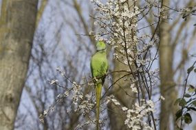 Parakeet Collar Nature Spring