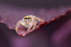 Jumping Spider Macro photo
