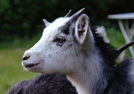 young domestic goat