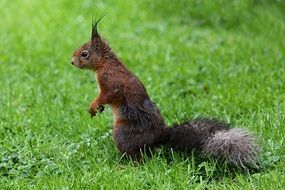 Brown and red squirrel