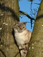 charming Cat on Tree