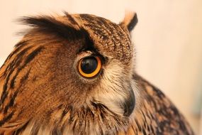 brown bird of prey with an expressive look close up