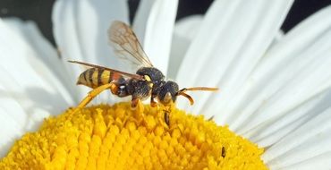 wasp on white camomile