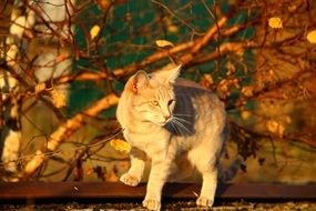 red cat in the evening sun