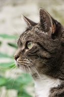 Profile of adult Cat