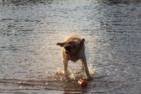 Labradore is swimming