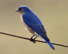 Eastern Bluebird
