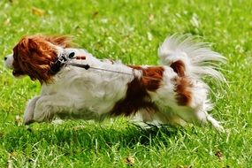 Cavalier King Charles Spaniel playing on green grass