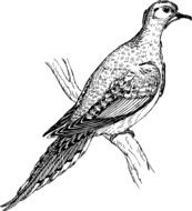 drawing of a pigeon