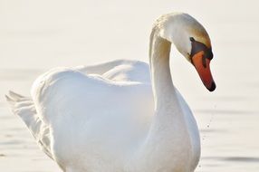 White swan on lake Constance