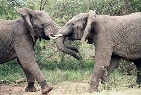 Elephants Fighting in kruger national park