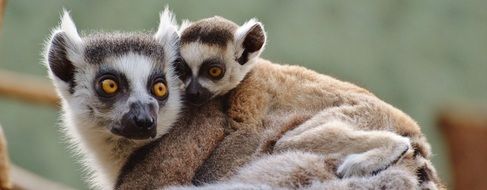 lemurs in the zoo in Munich