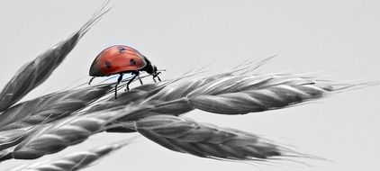 bright ladybug on a grey spikelet