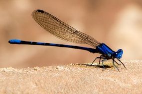 blue dragonfly on sand