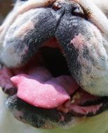 bulldog's mouth close up