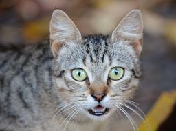 portrait of a young domestic tomcat