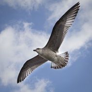 gorgeous beautiful Seagull flying