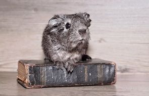 gray guinea pig sits on an old book