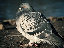 exceptional Dove Bird