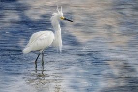 graceful snowy egret in water, usa, florida